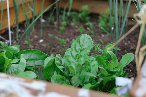 Top Automated Herb Trimmers: Your Ultimate Guide for Nurturing an Indoor Kitchen Garden